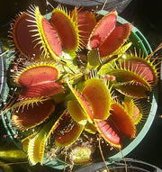 VENUS FLY TRAP Sydney's Plant Market